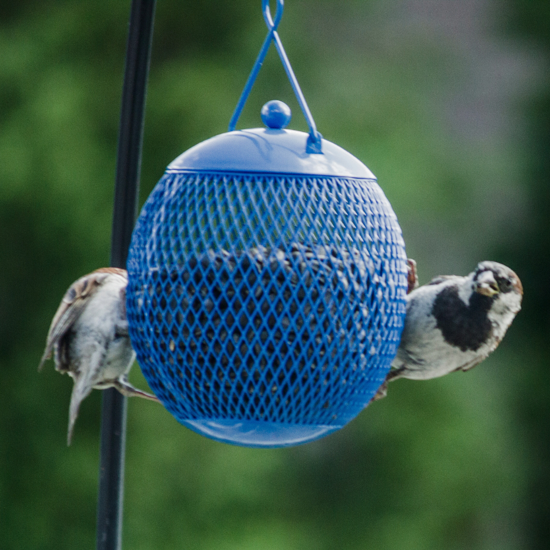 Bird Feeders – Backyard Expressions