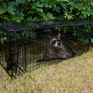 Humane Way Foldable Metal Animal Trap SM– 32” L x 12” H x 10” W